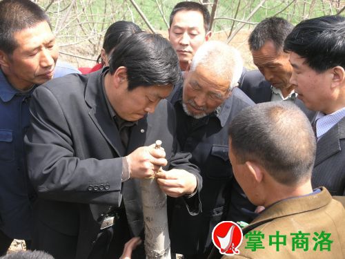 農(nóng)業(yè)專家陳新樂(左二)在丹鳳縣棣花鎮(zhèn)兩嶺村指導核桃高接換優(yōu)嫁接技術