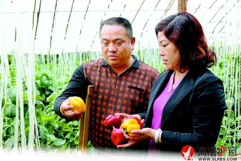 魏萬(wàn)林和愛(ài)人在大棚摘蔬菜