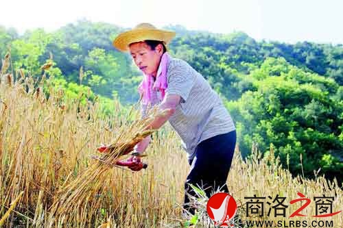 下午兩點多，一天中最熱的時候，趙順堂頂著太陽在地里割麥子。