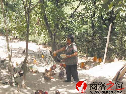 在新一輪扶貧開(kāi)發(fā)中，我市不少農(nóng)戶都將林下養(yǎng)殖作為發(fā)展項(xiàng)目。