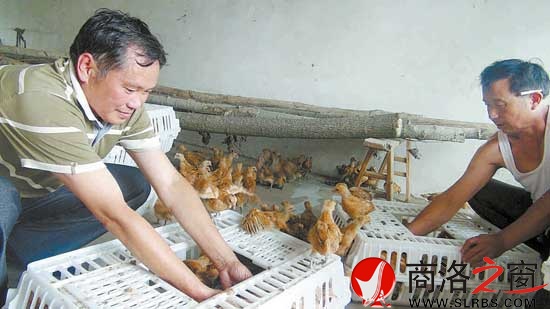 鴻偉公司向八龍村捐贈(zèng)了5000只價(jià)值6萬(wàn)元的雞苗，村民江文春正在接收雞苗。